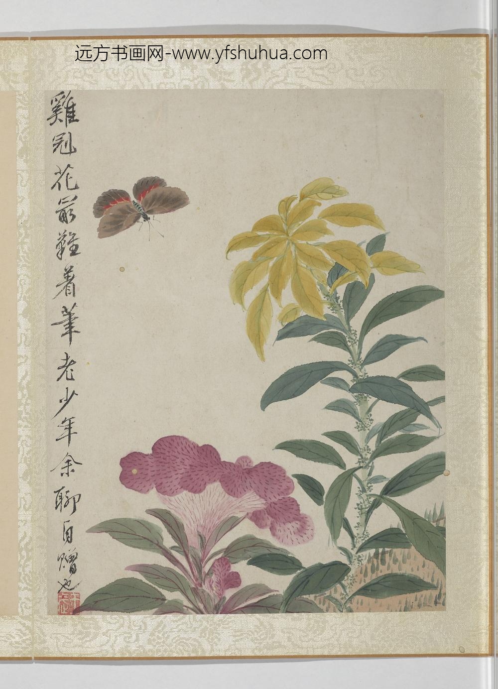 清王武花卉册鸡冠花