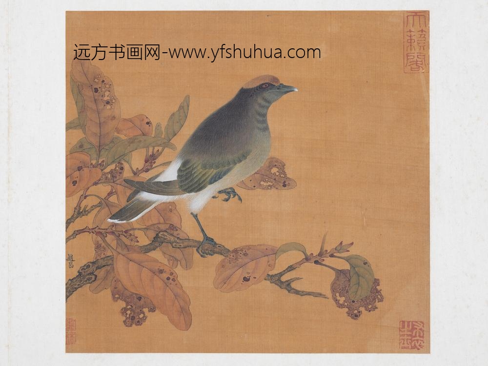 历代名绘册宋赵昌花鸟