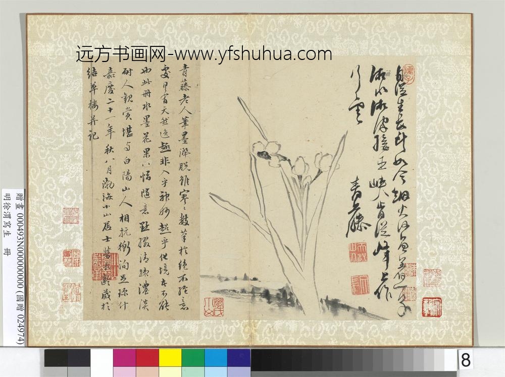 明徐渭写生册水墨画水仙