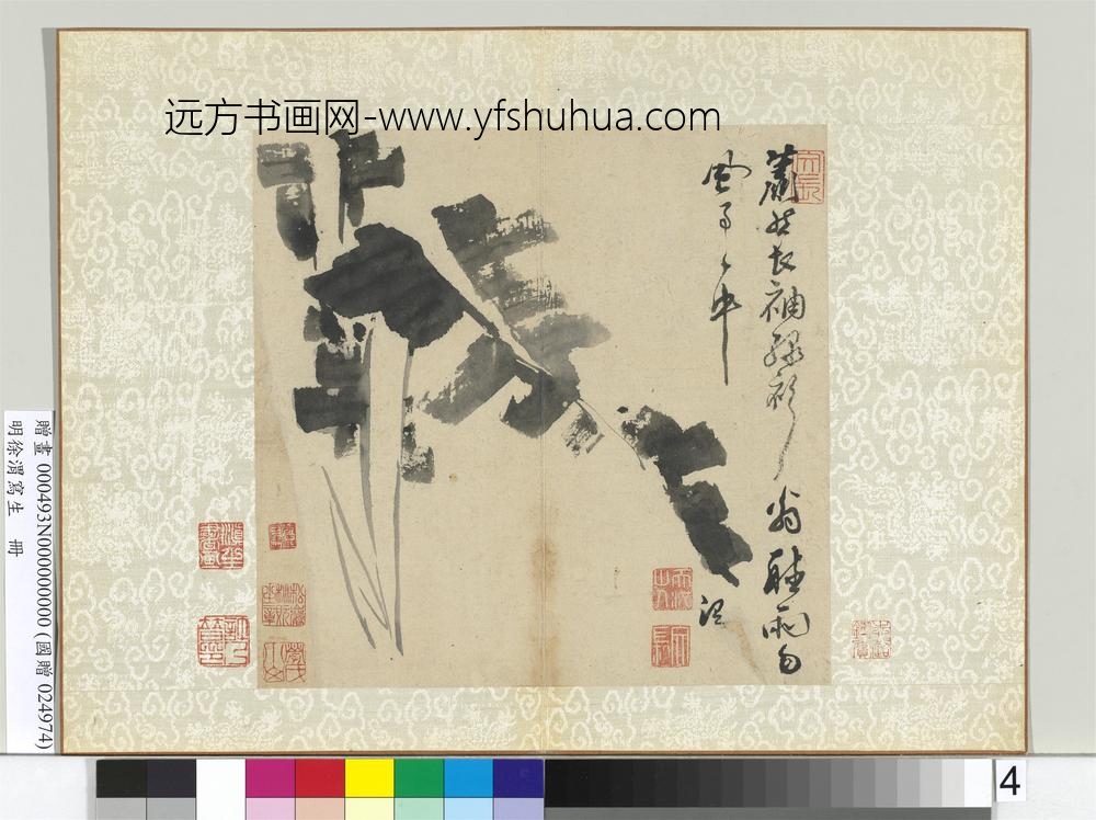 明徐渭写生册水墨画芭蕉