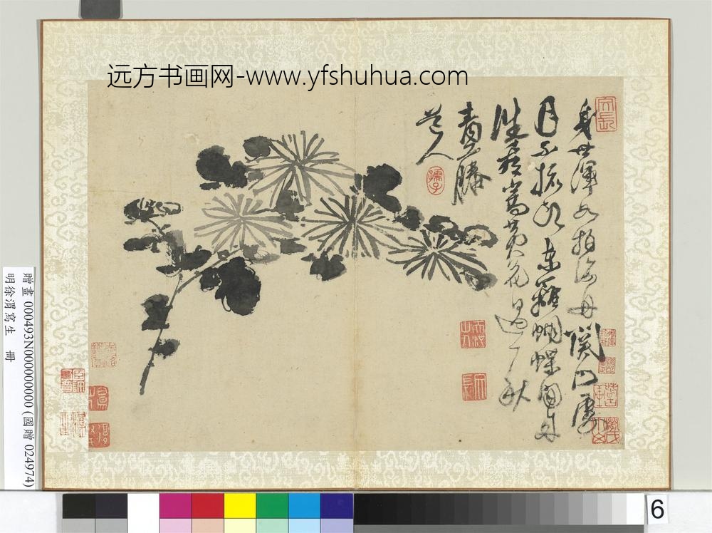 明徐渭写生册水墨画菊
