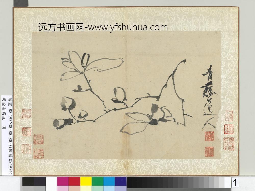 明徐渭写生册水墨画辛夷