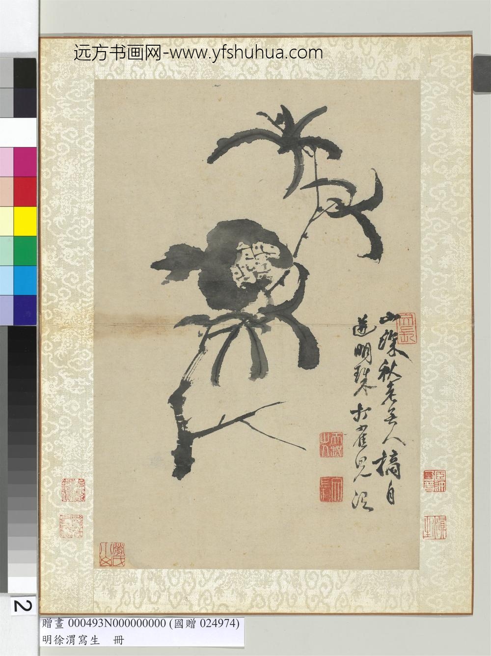 明徐渭写生册水墨直幅画石榴