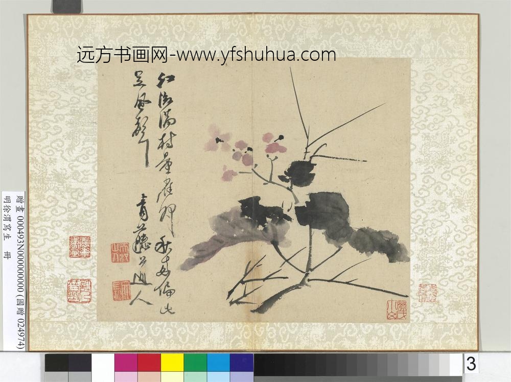 明徐渭写生册浅设色画海棠