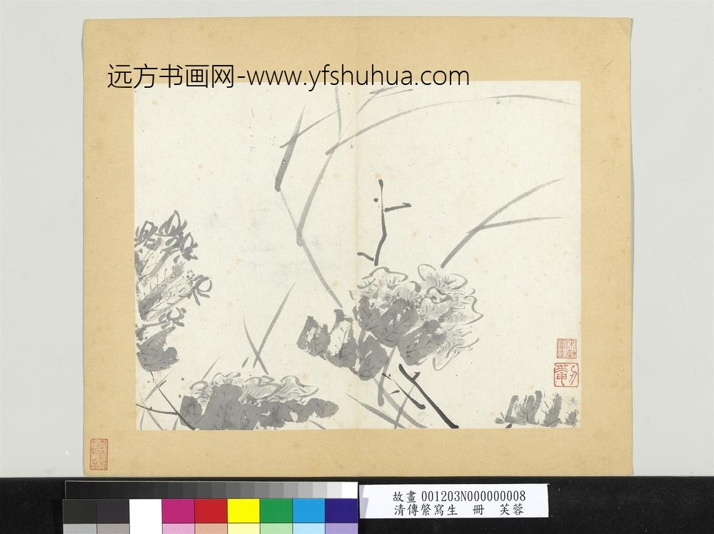 清传綮写生册芙蓉