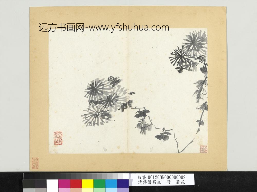 清传綮写生册菊花