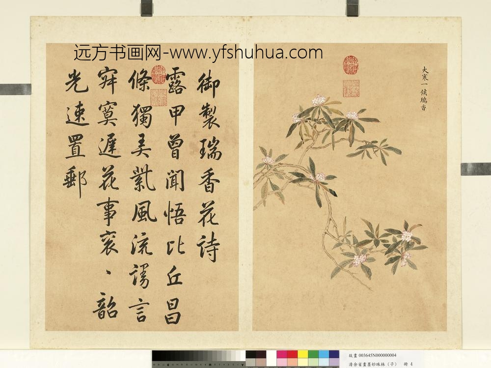 清余省画墨妙珠林（子）册大寒一候瑞香
