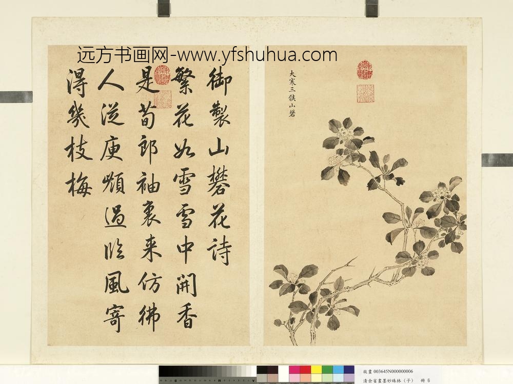 清余省画墨妙珠林（子）册大寒三候山矾