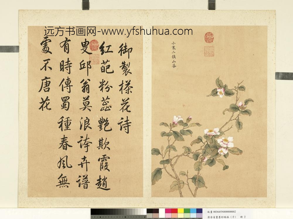 清余省画墨妙珠林（子）册小寒二候山茶