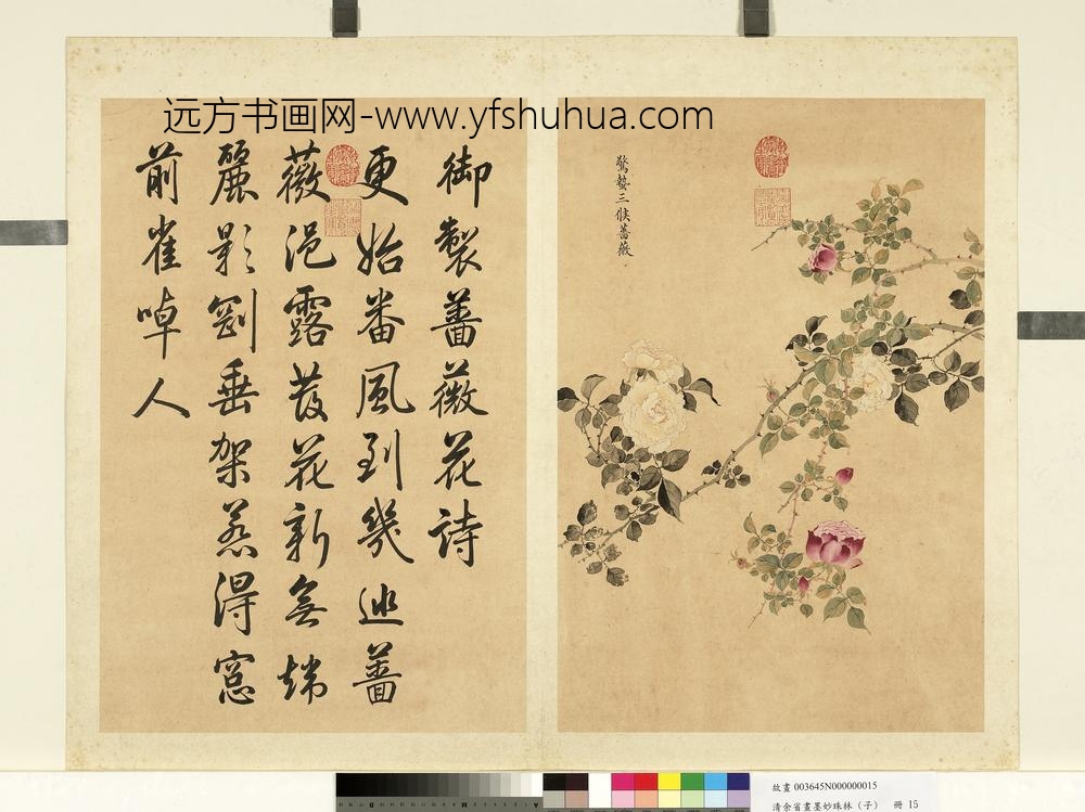 清余省画墨妙珠林（子）册惊蛰三候蔷薇