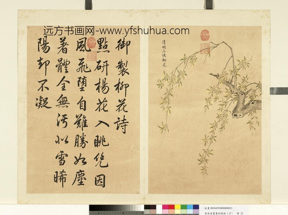 清余省画墨妙珠林（子）册清明三候柳花
