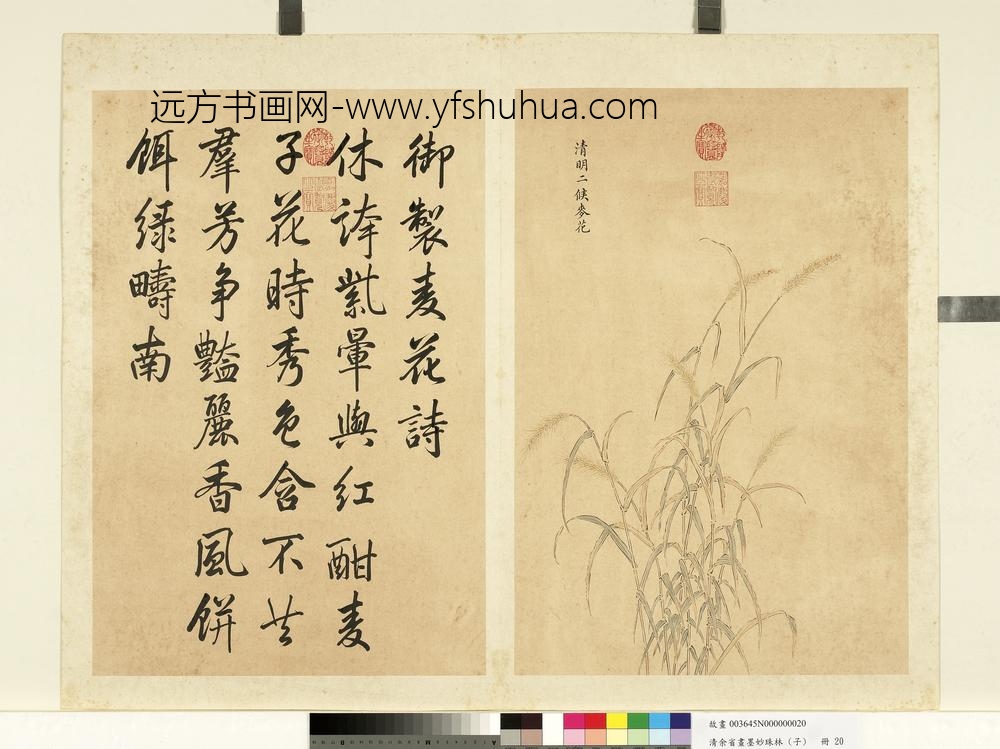 清余省画墨妙珠林（子）册清明二候麦花