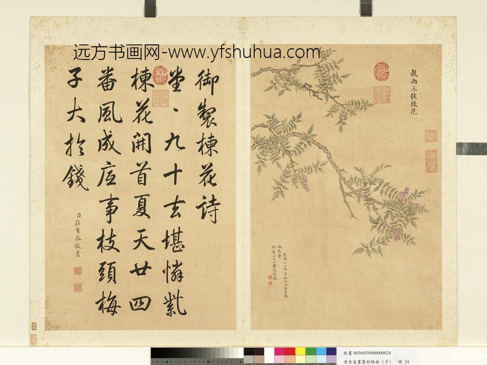 清余省画墨妙珠林（子）册谷雨三候楝花