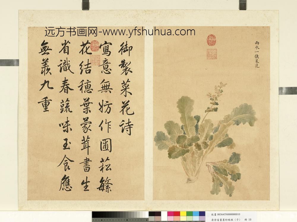 清余省画墨妙珠林（子）册雨水一候菜花