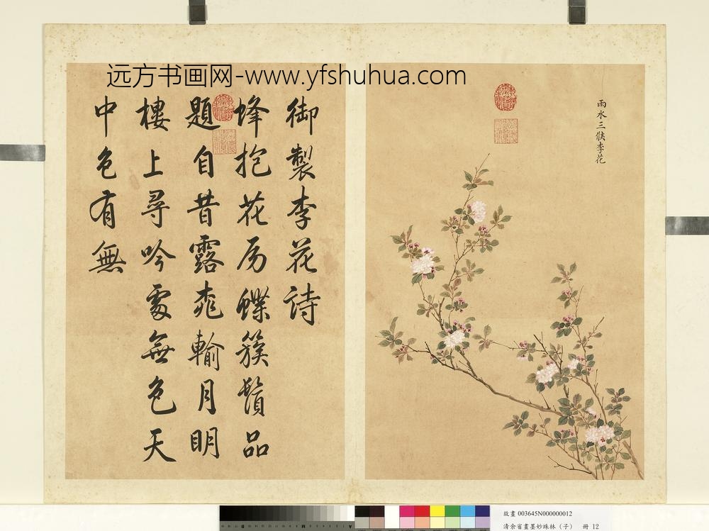 清余省画墨妙珠林（子）册雨水三候李花