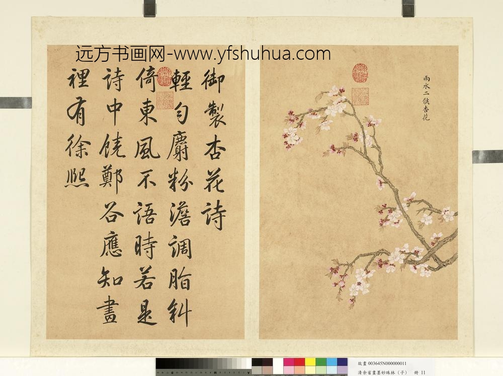 清余省画墨妙珠林（子）册雨水二候杏花