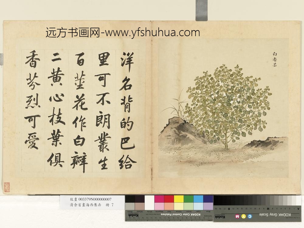 清余省画海西集卉册白香芸