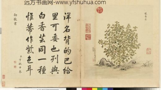 清余省画海西集卉册紫香芸.jpg