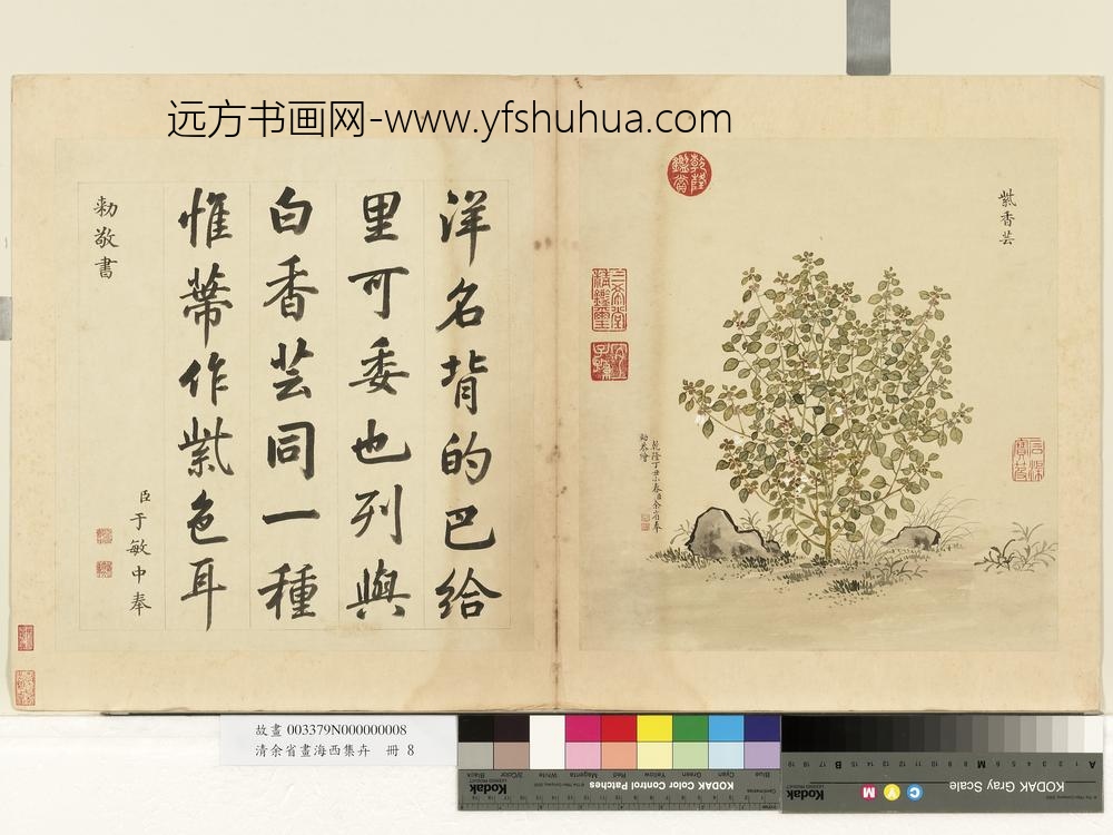 清余省画海西集卉册紫香芸