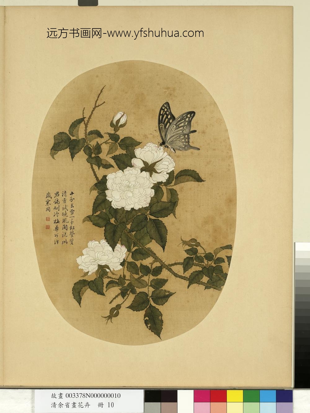 清余省画花卉册白蔷薇