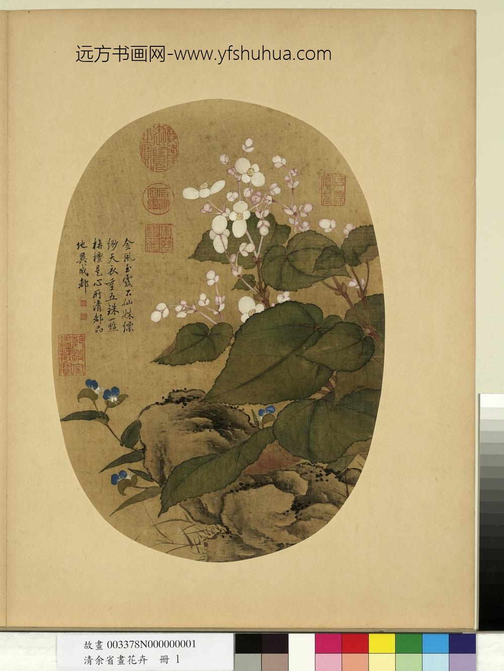 清余省画花卉册秋海棠淡竹叶