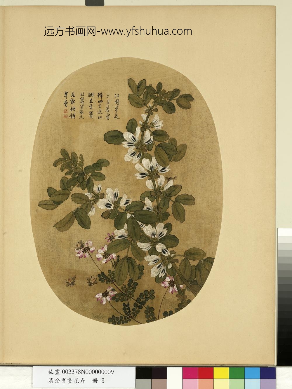 清余省画花卉册蚕豆花紫花地丁