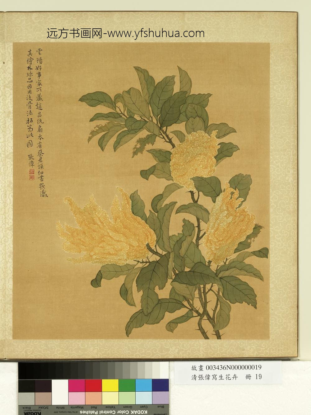 清张伟写生花卉册佛手柑