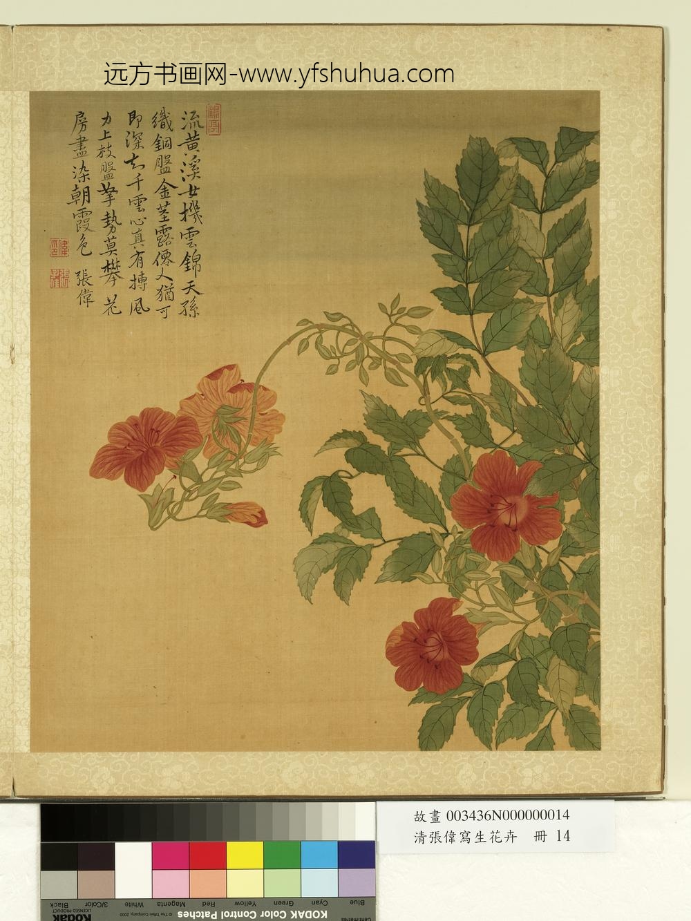 清张伟写生花卉册凌霄