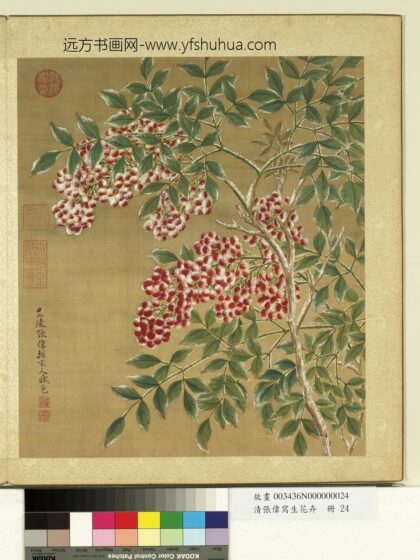 清张伟写生花卉册天竹.jpg