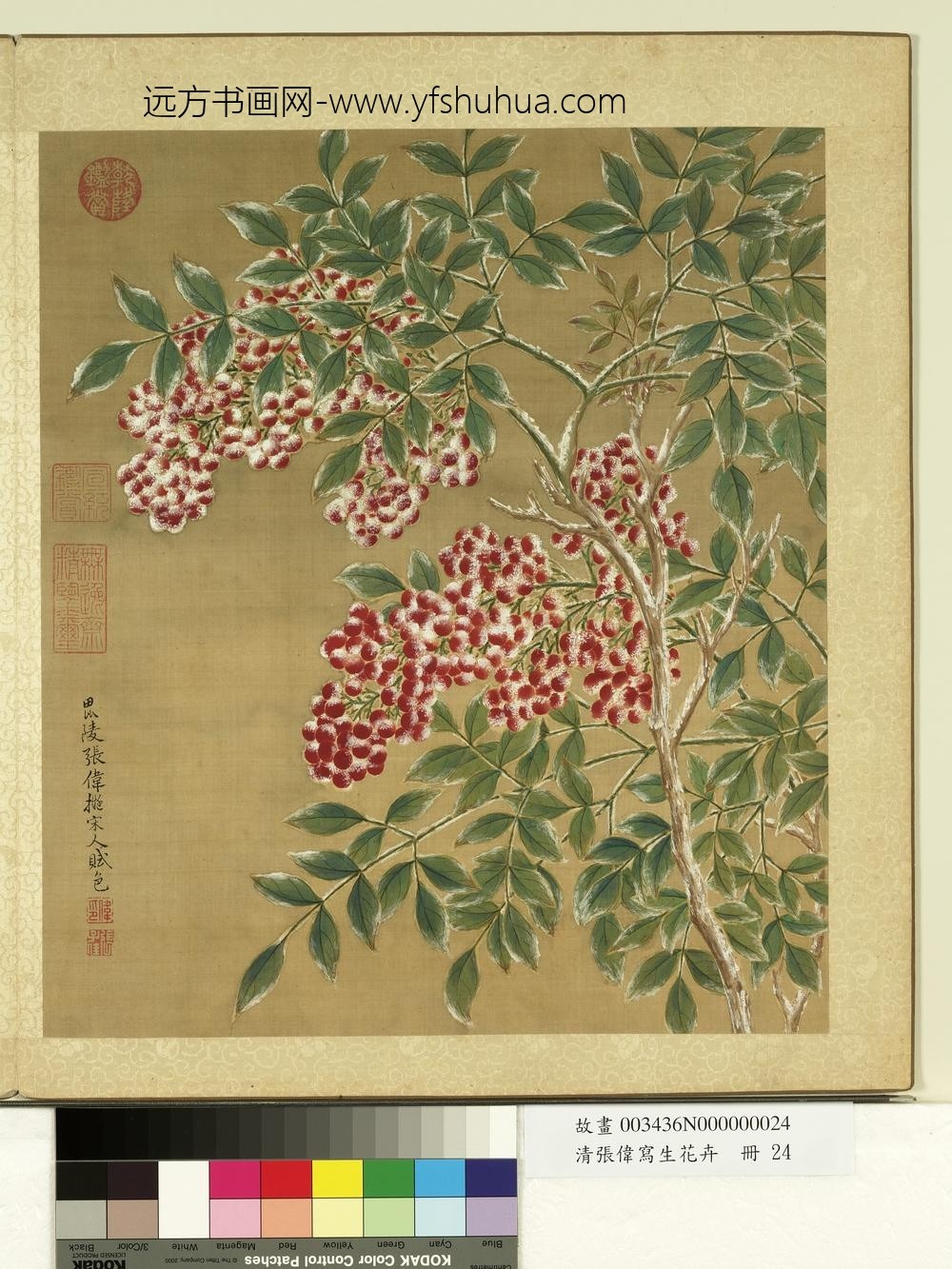 清张伟写生花卉册天竹