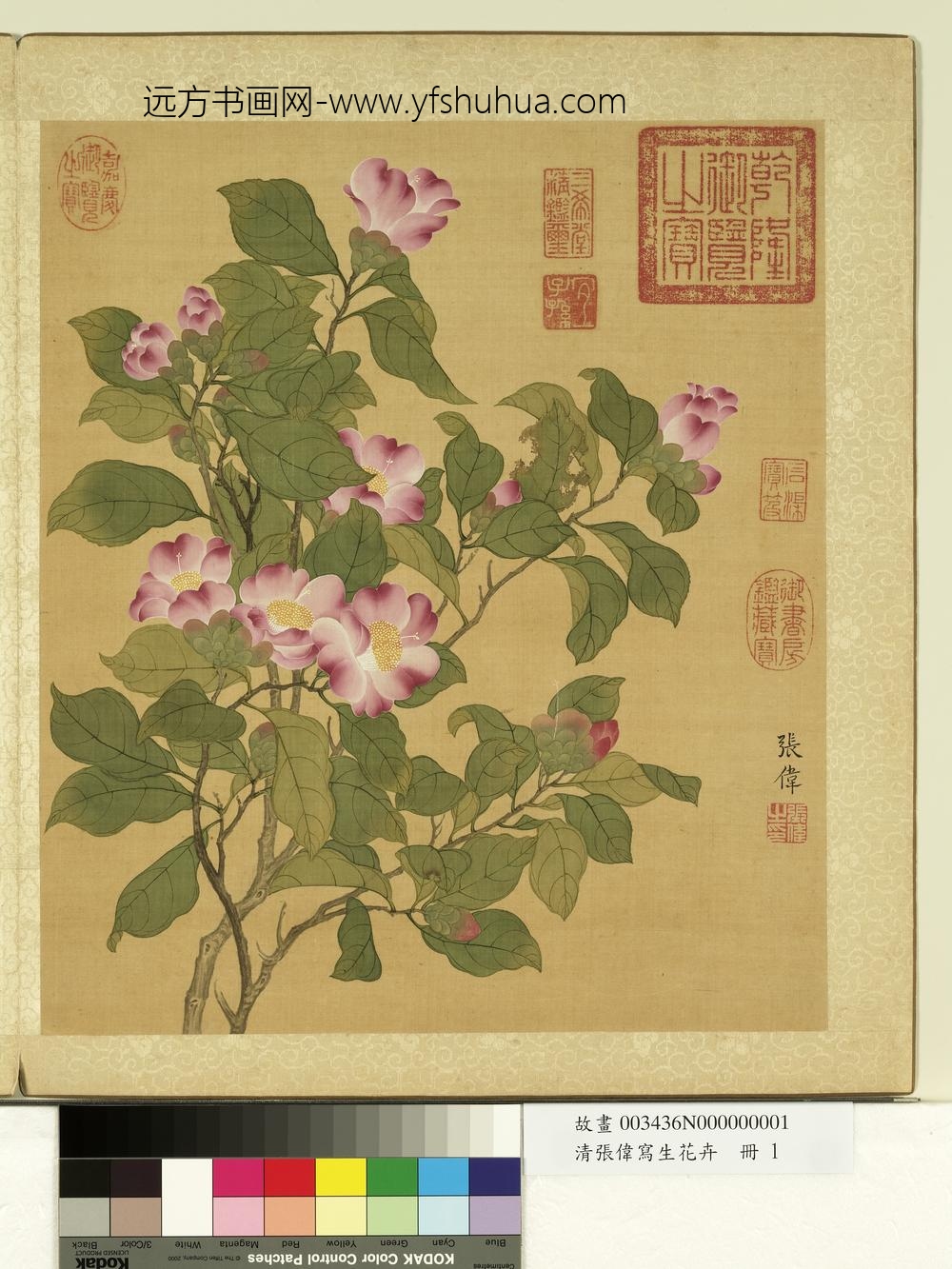 清张伟写生花卉册山茶