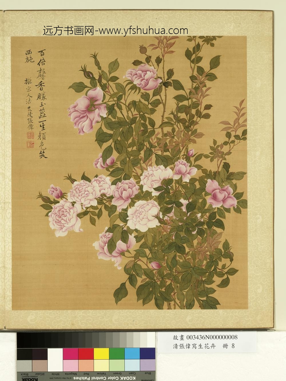 清张伟写生花卉册月季