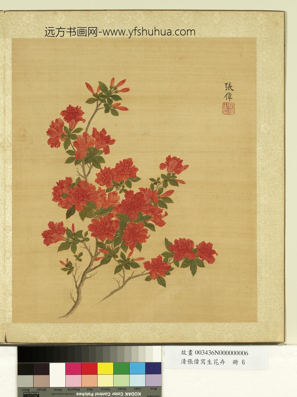 清张伟写生花卉册杜鹃
