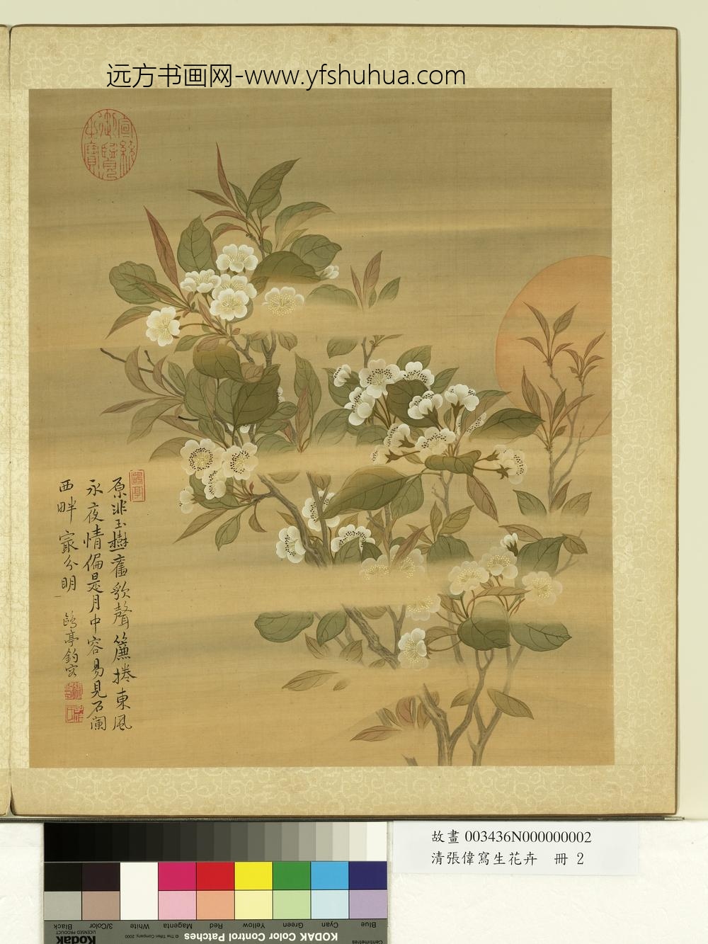 清张伟写生花卉册梨花