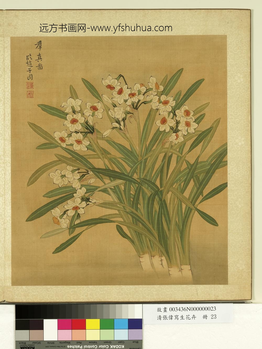 清张伟写生花卉册水仙