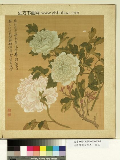 清张伟写生花卉册牡丹.jpg