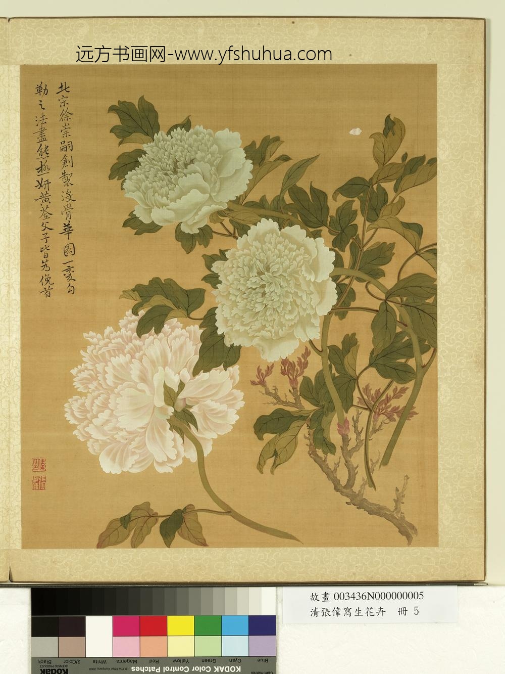 清张伟写生花卉册牡丹