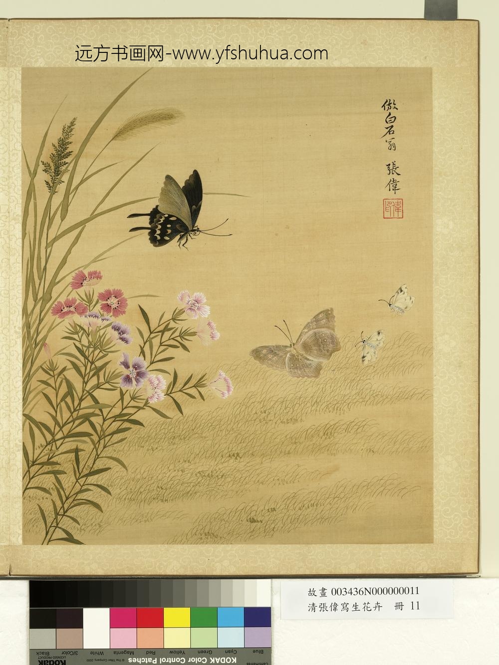 清张伟写生花卉册石竹蛱蜨
