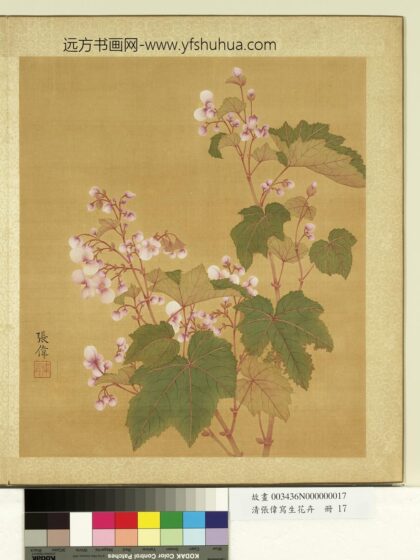 清张伟写生花卉册秋海棠.jpg
