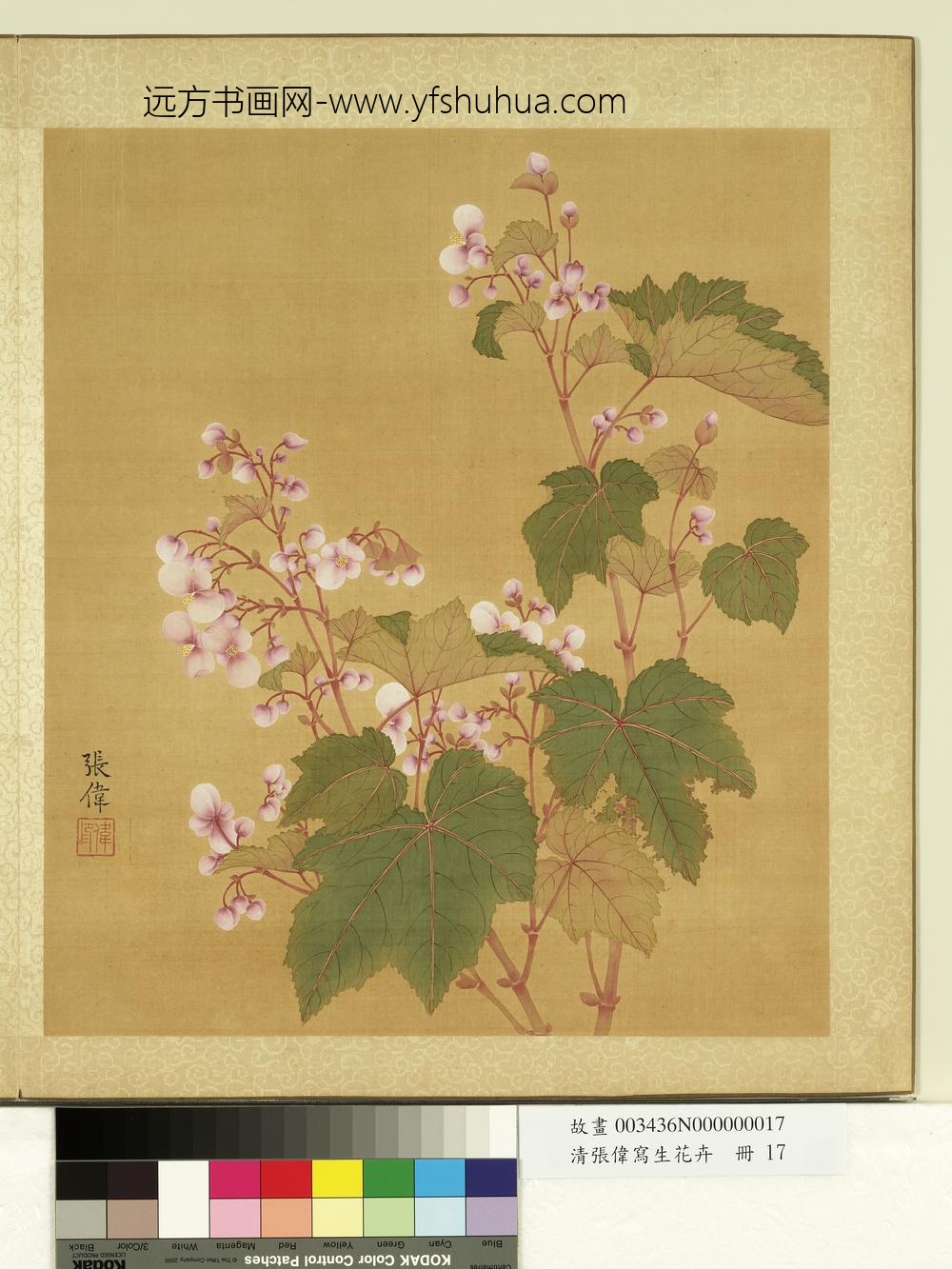 清张伟写生花卉册秋海棠