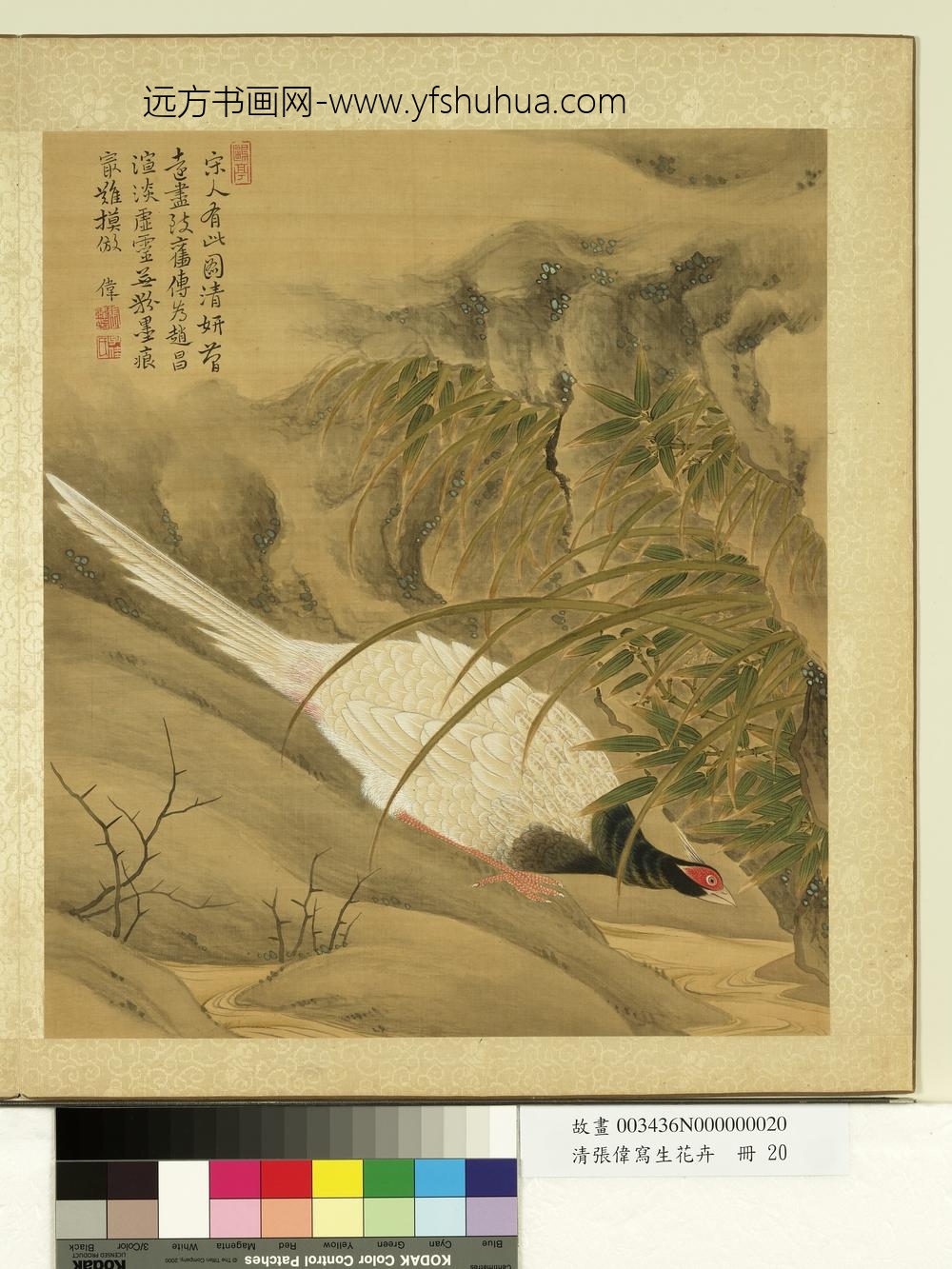 清张伟写生花卉册竹石山鸡