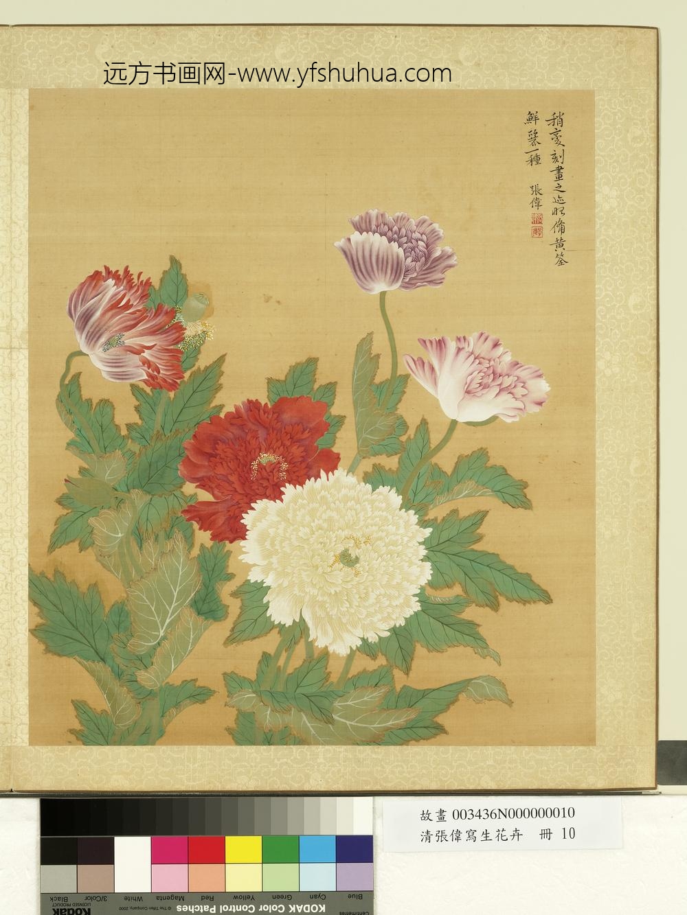 清张伟写生花卉册罂粟