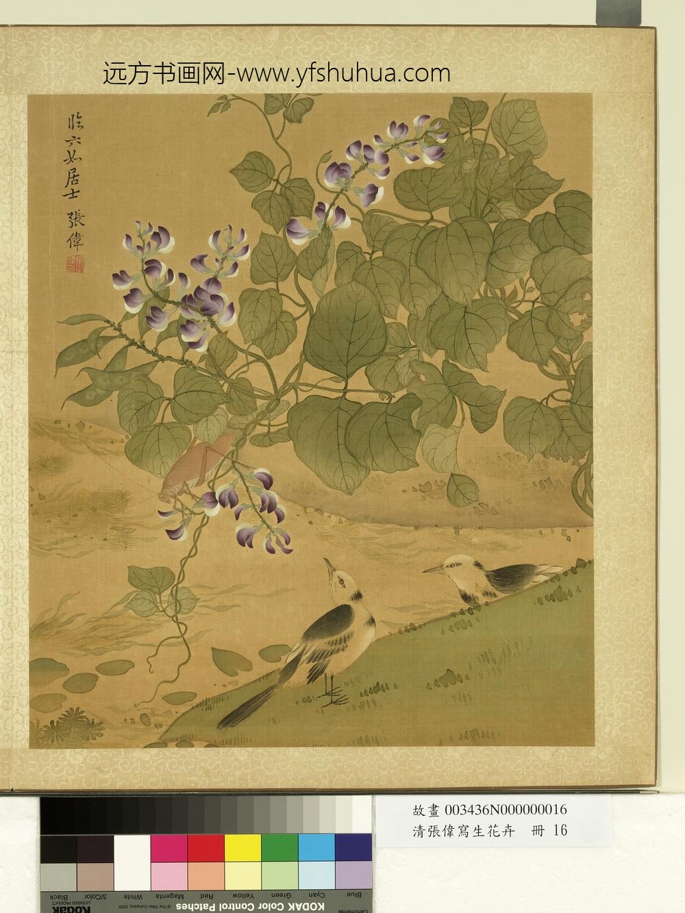 清张伟写生花卉册荳花脊鸰