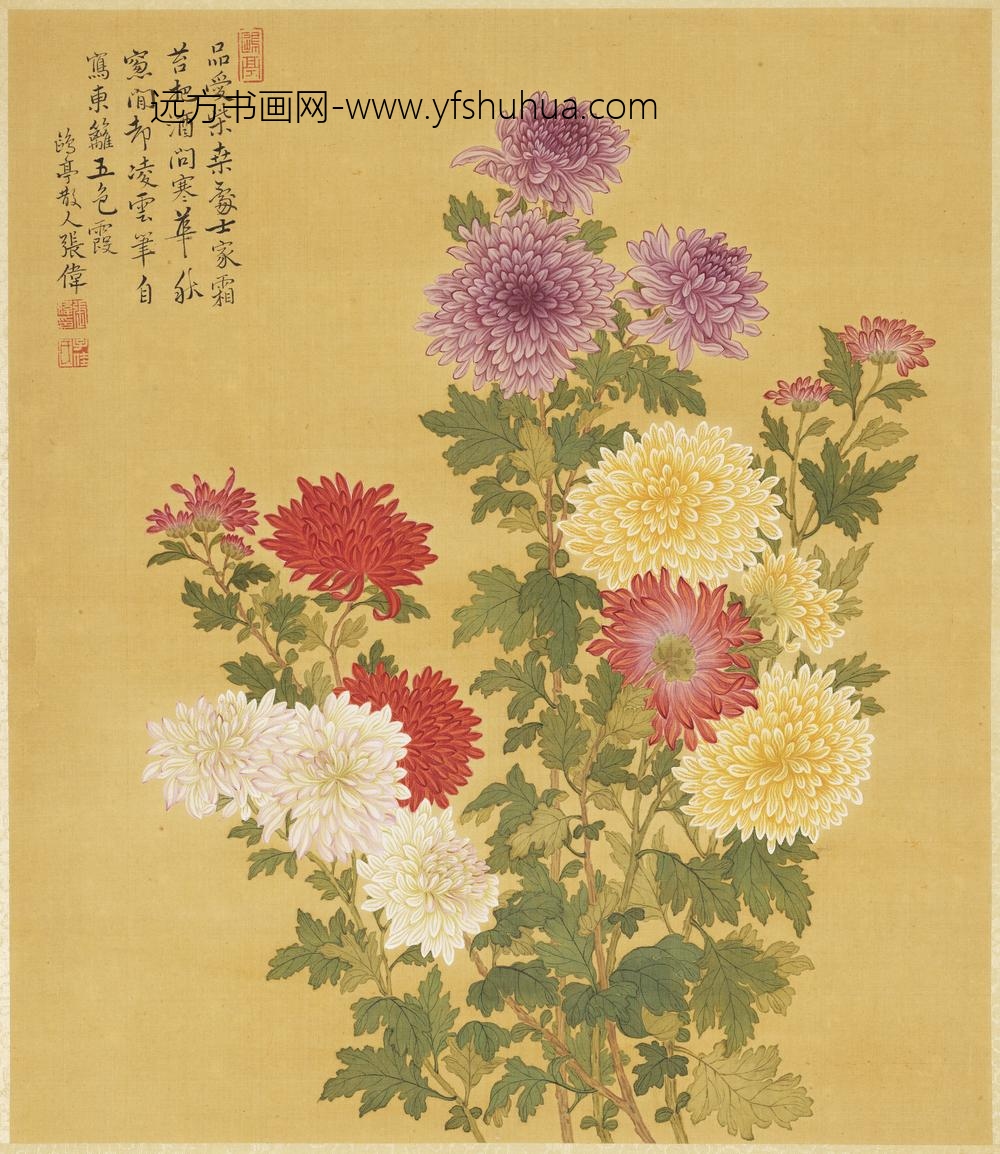 清张伟写生花卉册菊花