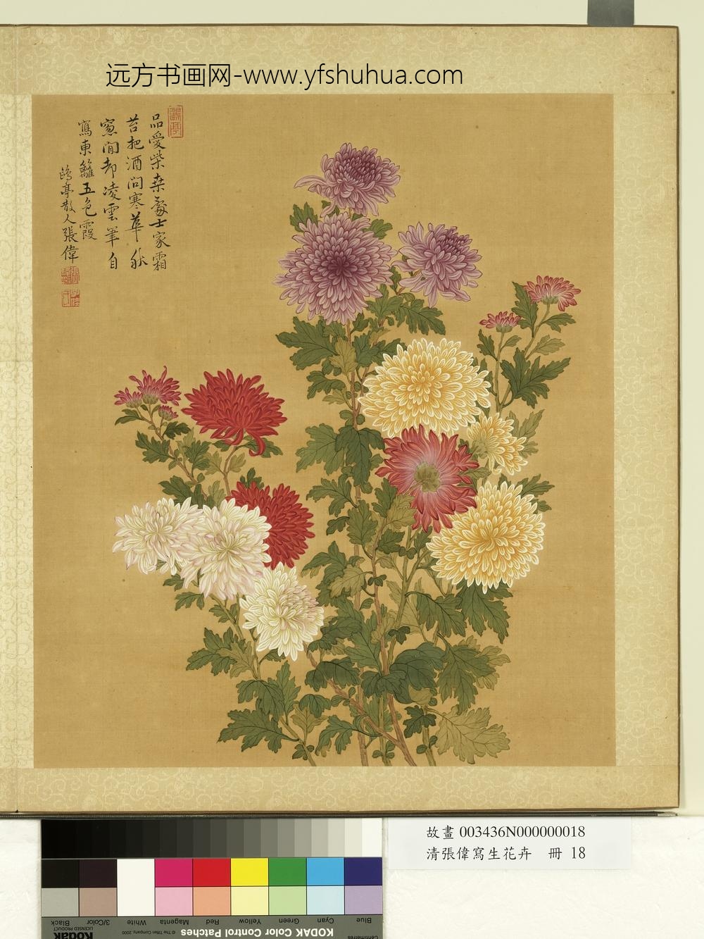 清张伟写生花卉册菊花