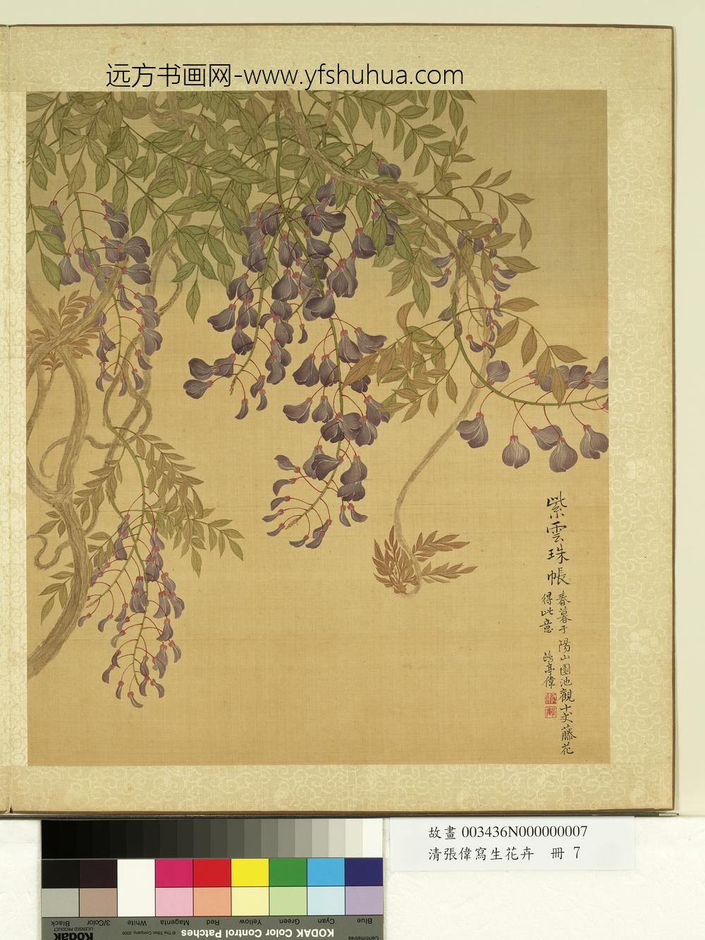 清张伟写生花卉册藤花