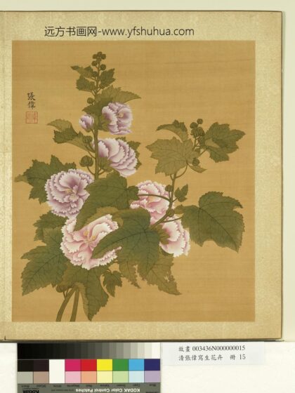 清张伟写生花卉册蜀葵.jpg