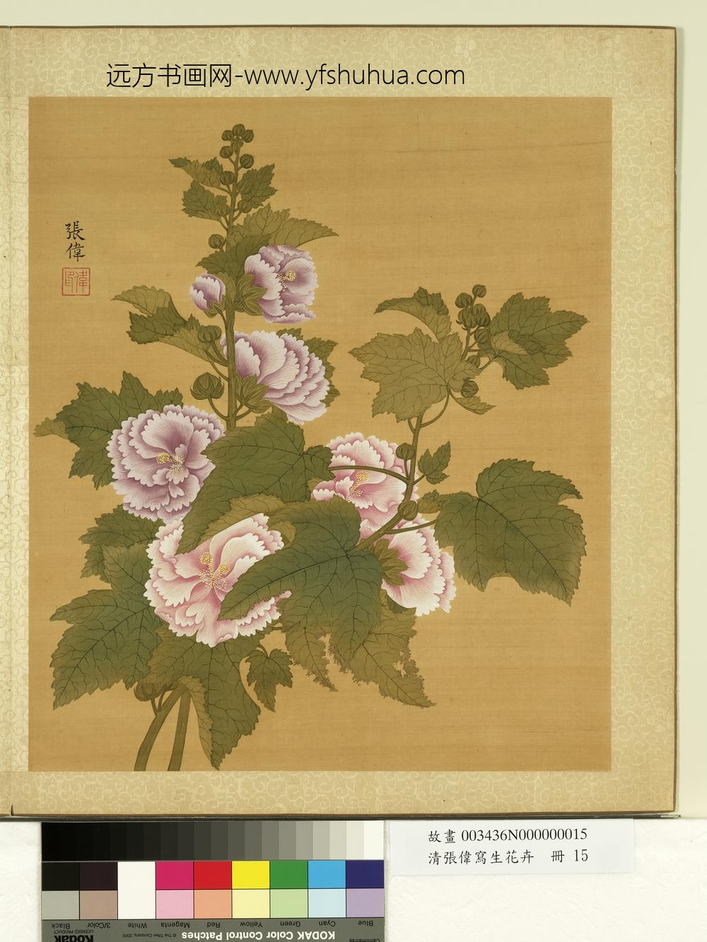 清张伟写生花卉册蜀葵