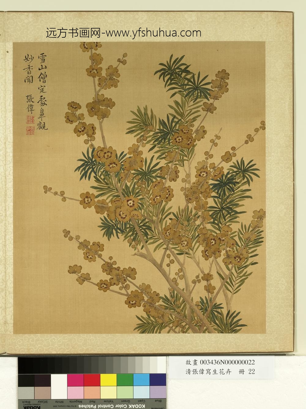清张伟写生花卉册蜡梅罗汉松