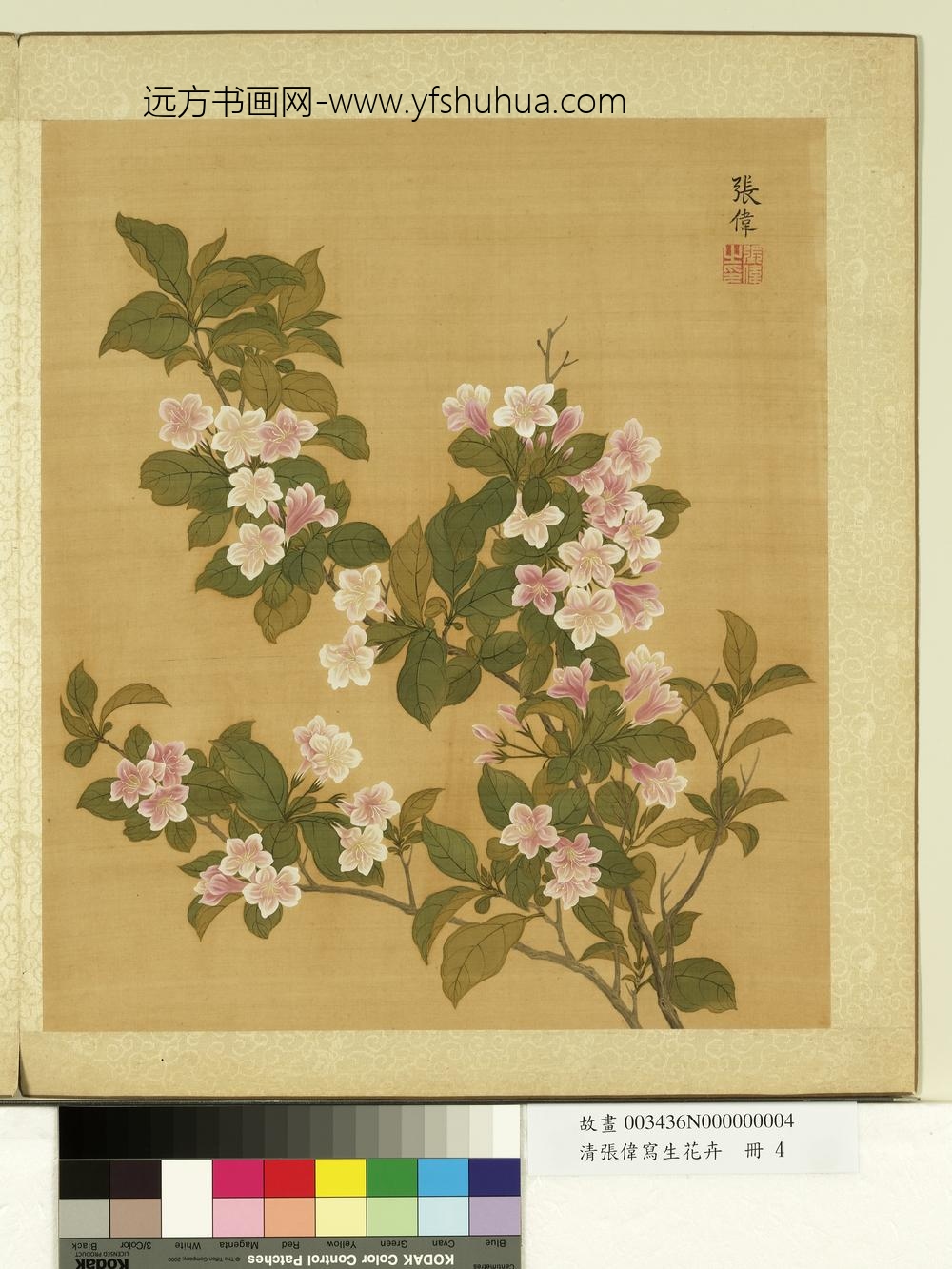清张伟写生花卉册郁李花